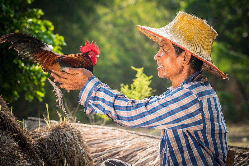 Man holding rooster facing him smiling